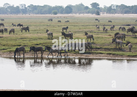 Ebenen zebra Stockfoto