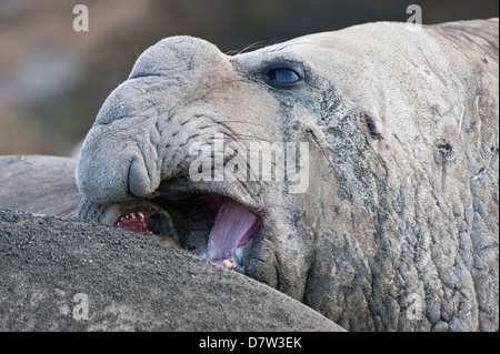 Nahaufnahme von einem männlichen südlichen See-Elefanten (Mirounga Leonina), St. Andrews Bay, South Georgia Island Stockfoto