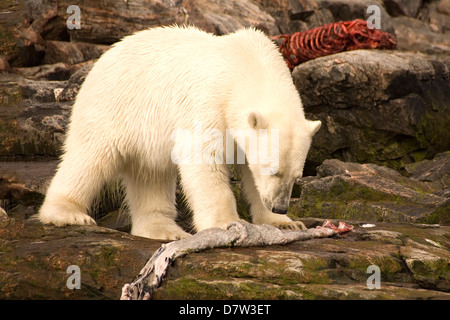 Eisbär, Fütterung auf eine Dichtung Karkasse, Schaltfläche "Inseln, Labrador, Kanada Stockfoto