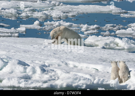 Weiblichen Eisbären jagen eine Ringelrobbe, begleitet von zwei jungen, Svalbard-Archipel, Barents-See, Norwegen, Skandinavien Stockfoto