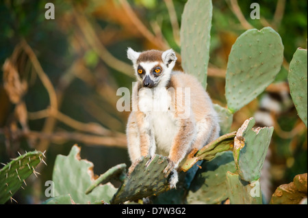 Katta (Lemur Catta) auf Kaktus, in der Nähe von bedrohte, Berenty Naturreservat, Madagaskar Stockfoto