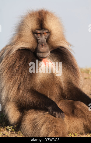 Gelada Pavian (Theropithecus Gelada), Simien Mountains Nationalpark, Amhara Region, Nord-Äthiopien Stockfoto