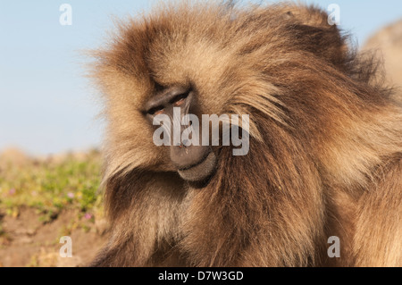 Gelada Pavian (Theropithecus Gelada), Simien Mountains Nationalpark, Amhara Region, Nord-Äthiopien Stockfoto