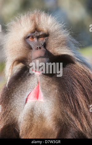 Gelada Pavian (Theropithecus Gelada), Simien Mountains Nationalpark, Amhara Region, Nord-Äthiopien Stockfoto