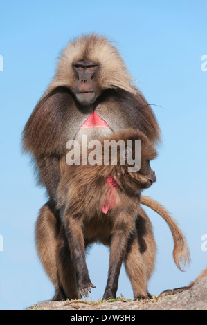 Paarung Gelada Paviane (Theropithecus Gelada), Simien Mountains Nationalpark, Amhara Region, Nord-Äthiopien Stockfoto