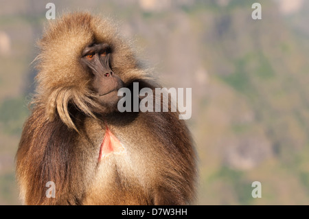 Gelada Pavian (Theropithecus Gelada), Simien Mountains Nationalpark, Amhara Region, Nord-Äthiopien Stockfoto