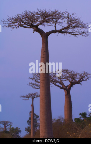 Affenbrotbäume (Adansonia Grandidieri) bei Sonnenuntergang, Morondava, Madagaskar Stockfoto