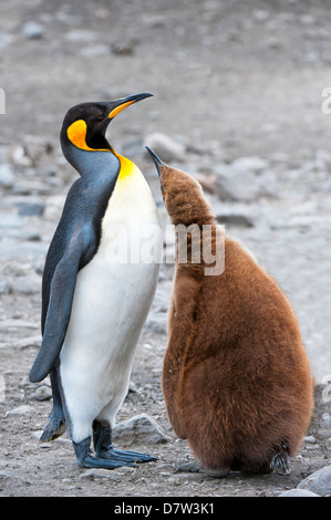 König Pinguin Fütterung eine Küken (Aptenodytes Patagonicus), St. Andrews Bay, South Georgia Island Stockfoto