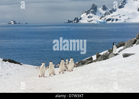 Kinnriemen Pinguine zu Fuß hinauf ein Gletschereis Kappe, Half Moon Island, South Shetland Island, antarktische Halbinsel, Antarktis Stockfoto