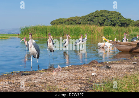 Störche Marabu (Leptoptilos Crumeniferus) und weiße Pelikane (Pelecanus Onocrotalus), Hafen von Awassa, Äthiopien Stockfoto