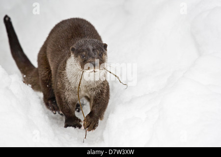 Europäische otter Stockfoto