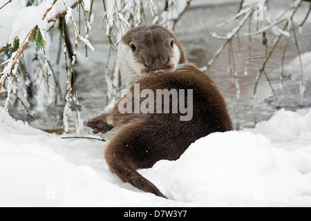 Europäische otter Stockfoto