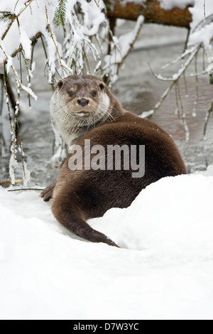 Europäische otter Stockfoto