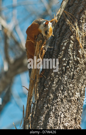 Bunte Eichhörnchen sammeln Nistmaterial im Baum, Nosara, Nicoya Halbinsel, Provinz Guanacaste, Costa Rica Stockfoto
