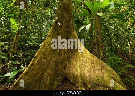 Strebepfeiler Stamm im Dschungel am Arenal Hängebrücken, La Fortuna, Provinz Alajuela, Costa Rica Stockfoto