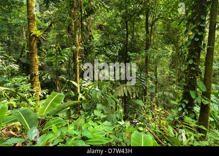 Dschungel am Arenal Hängebrücken wo Regenwald über Gehwege, La Fortuna, Provinz Alajuela, Costa Rica erreichen Stockfoto
