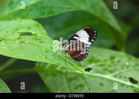 Mechanitis Polymnia Isthmia Schmetterling, eine gemeinsamen Arten in Costa Rica; Arenal, Provinz Alajuela, Costa Rica Stockfoto