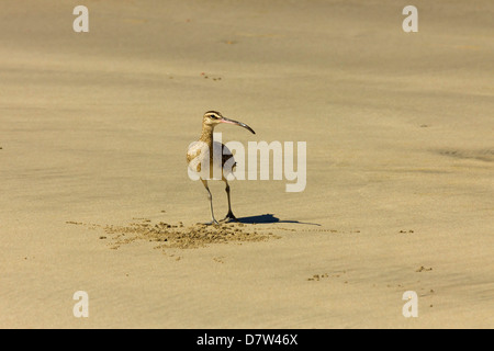 Lange-Brachvogel (Numenius Americanus) am Strand von Playa Guiones Nosara, Nicoya Halbinsel, Provinz Guanacaste, Costa Rica Stockfoto