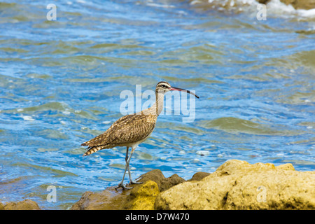 Lange-Brachvogel (Numenius Americanus) am Strand von Playa Guiones Nosara, Nicoya Halbinsel, Provinz Guanacaste, Costa Rica Stockfoto