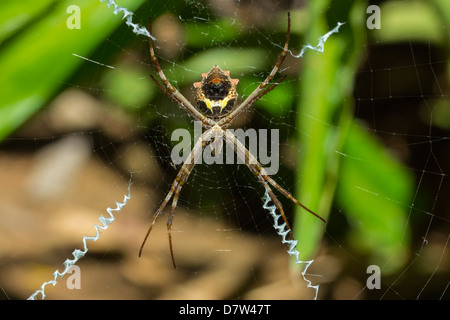 Gelbe & schwarze Kreuzspinne (Argiope Aurentia) mit normalen Zick-Zack-Stabilimentia Web; Nosara, Provinz Guanacaste, Costa Rica Stockfoto