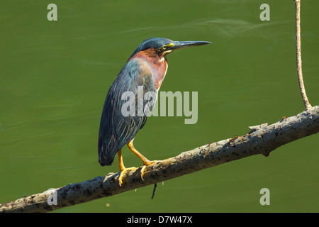 Grün Heron (Butorides Virescens) vom Fluss Nosara an der biologischen Reservat Nosara, Provinz Guanacaste, Costa Rica Stockfoto