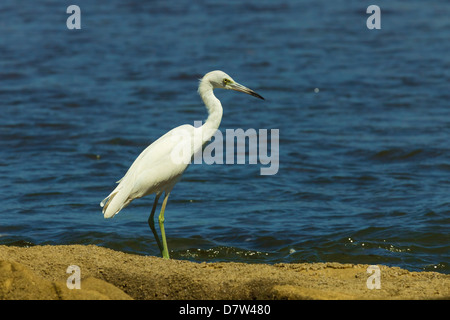 Snowy Silberreiher (Egretta unaufger) von Nosara Mündung in der Nähe der biologischen Reservat Nosara, Provinz Guanacaste, Costa Rica Stockfoto