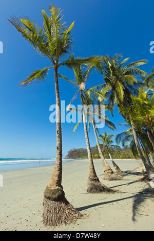 Die weißen palmengesäumten Sandstrand auf dieser entspannten Dorf & Resort; Samara, Provinz Guanacaste, Halbinsel Nicoya, Costa Rica Stockfoto