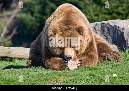 Kodiak Bären essen Stockfoto