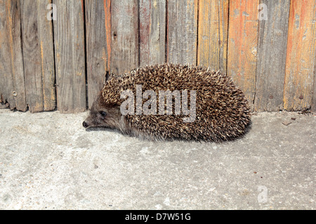 Eine niedliche Igel in meinem Garten gefunden. Stockfoto