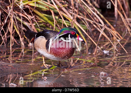 Männliche North American Brautente (Aix Sponsa) Osthälfte der USA, südliches Kanada März 2012 Stockfoto