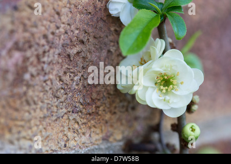 Chaenomeles Speciosa 'Yukigoten'. Japanische Quitte Blume Stockfoto