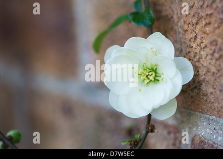 Chaenomeles Speciosa 'Yukigoten'. Japanische Quitte Blume Stockfoto