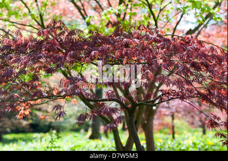 Acer Palmatum Garnet. Japanischer Ahornbaum