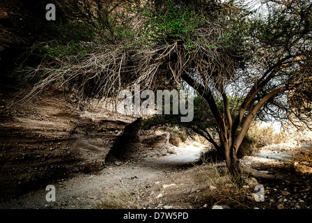 Regenschirm Dorn Akazie (Acacia Tortilis) in einer Oase in der Wüste fotografiert in Israel, Negev-Wüste Stockfoto