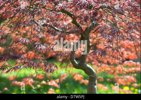 Acer Palmatum Inaba Shida. Japanischer Ahornbaum Stockfoto