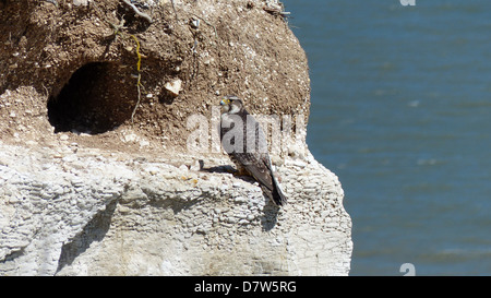 Ein Wanderfalke ruhen auf seiner Website auf einem Felsvorsprung Klippen nisten. Stockfoto