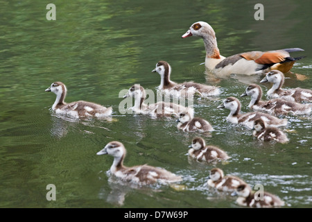 Ägyptische Gänse Stockfoto