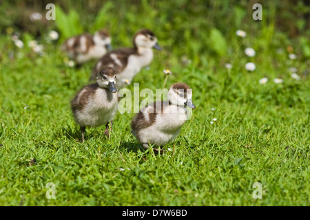 junge ägyptische Gänse Stockfoto