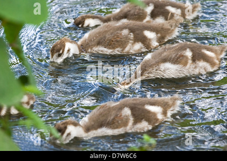 junge ägyptische Gänse Stockfoto