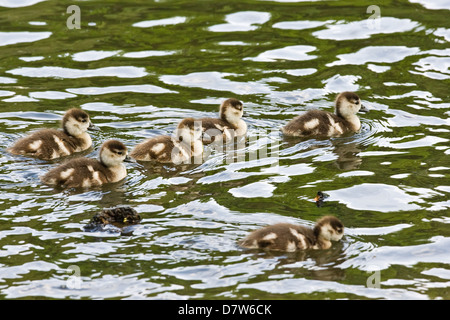 junge ägyptische Gänse Stockfoto