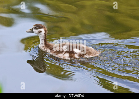 junge Nilgans Stockfoto