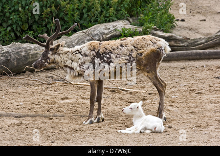 Rentiere Stockfoto