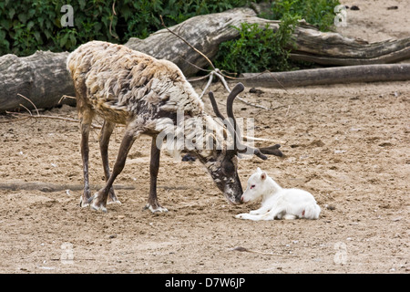 Rentiere Stockfoto