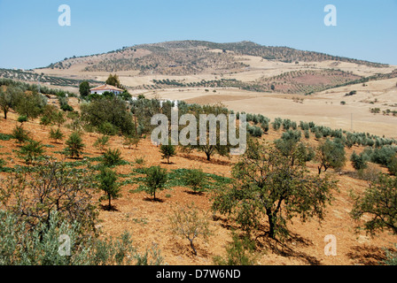 Olivenhaine mit Weizen-Felder nach hinten, zwischen Antequera und Alora, Costa Del Sol, Provinz Malaga, Andalusien, Spanien. Stockfoto