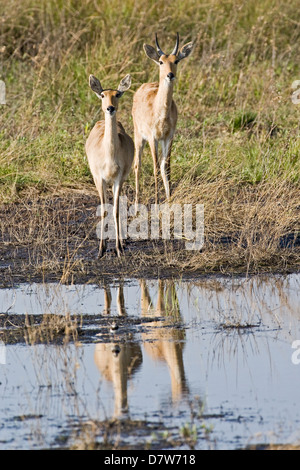 Bohor Riedböcken Stockfoto