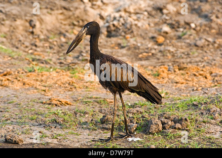 Afrikanische Openbill Storch Stockfoto