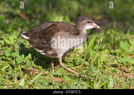 jungen gemeinsamen gallinule Stockfoto
