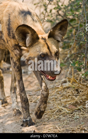 Afrikanische Jagdhund Stockfoto