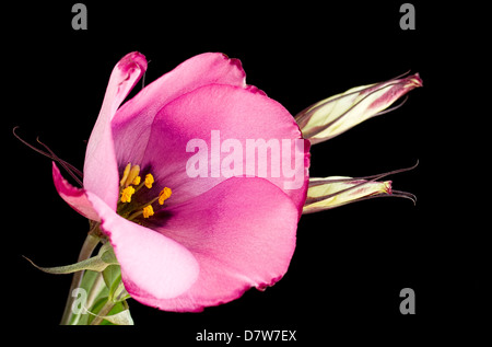 Einzigen rosa Lisianthus Blumen auf schwarz Stockfoto