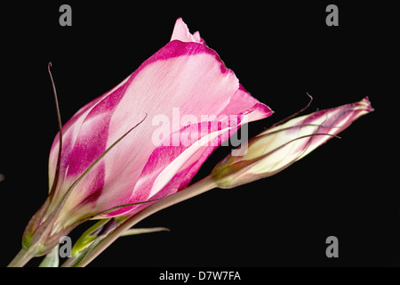 Einzigen rosa Lisianthus mit Knospe Blumen auf schwarz Stockfoto